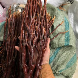 [FREESHIP 99K TOÀN QUỐC]Nấm Linh Chi Sừng Hươu