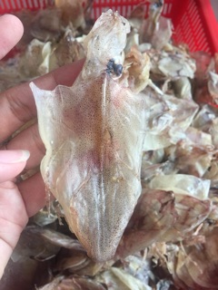Mực Nhí Đồng Tiền
