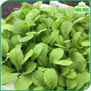 Deal 200 hạt giống cải ngọt ăn non dẽ trồng nhanh ăn