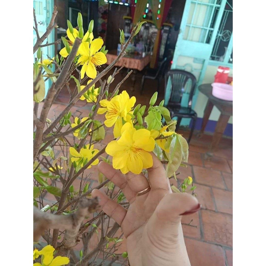 Mai vàng 8 - 12 cánh siêu đẹp