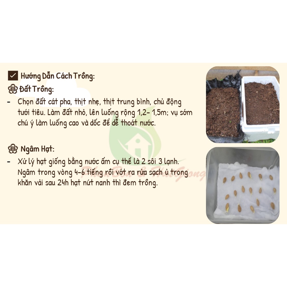 Hạt Giống Đậu Bắp 5 Cạnh , Đậu Bắp PN816 - Phú Nông Seeds - Gói 10g
