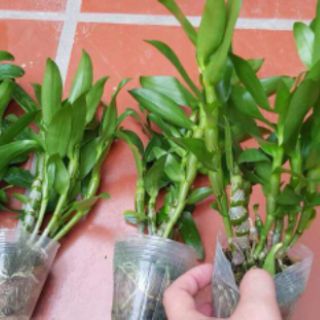 DEN XUÂN ĐÀI LOAN