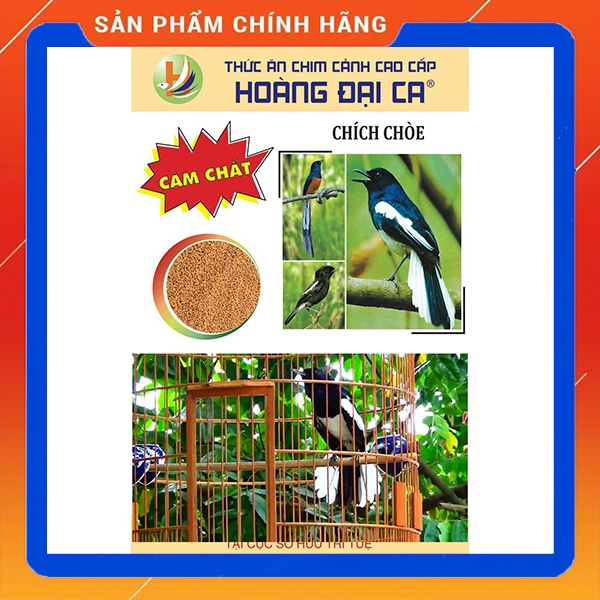Cám Chim Chích Chòe Hoàng Đại Ca, chim ổn định.
