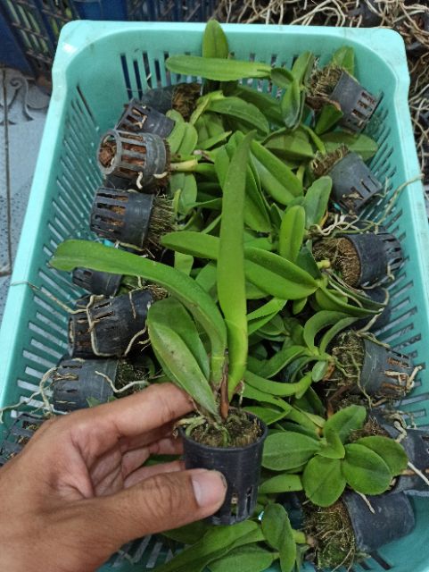 Combo 4 Mã lan Cattleya Nhập Thái Lan