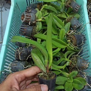 Combo 4 Mã lan Cattleya Nhập Thái Lan