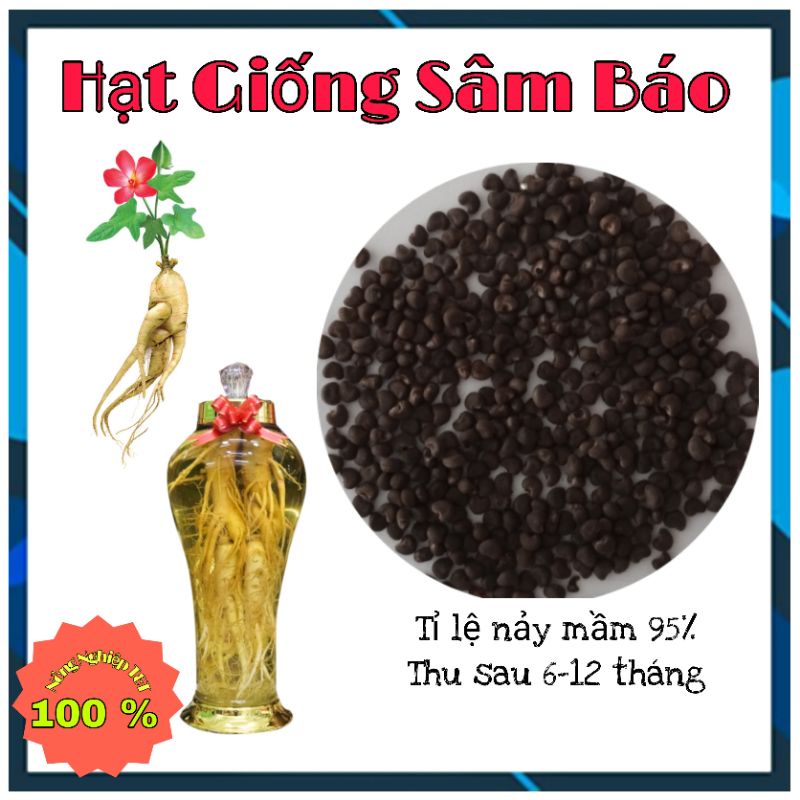 Hạt Giống Sâm Báo