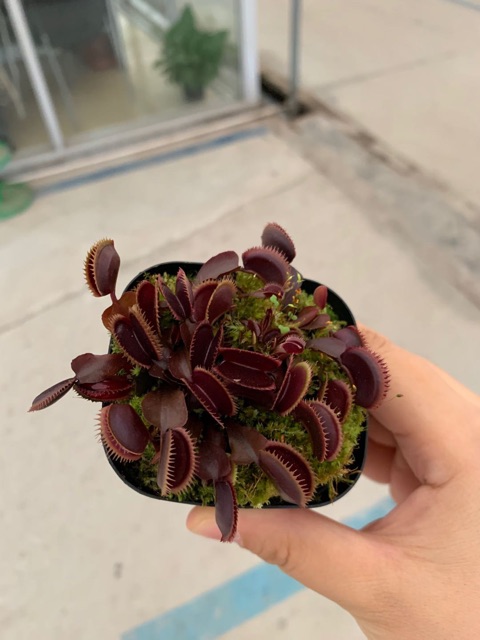 Cây bẫy kẹp - venus flytrap Red Piranha