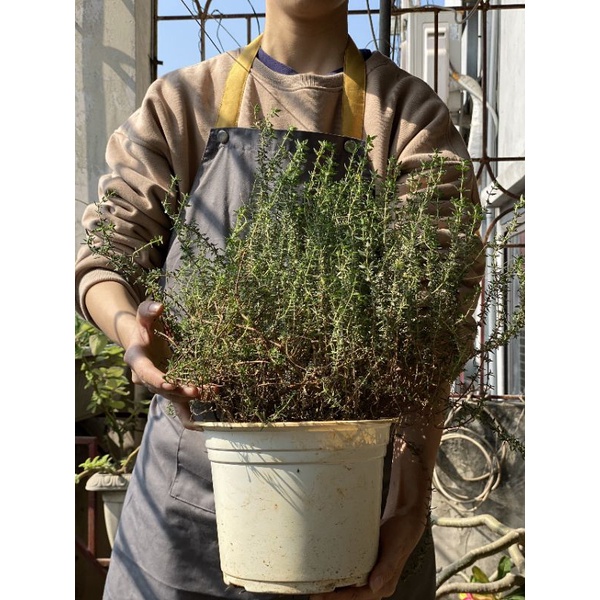 [Ship hoả tốc] cây gia vị Xạ hương (Thyme)