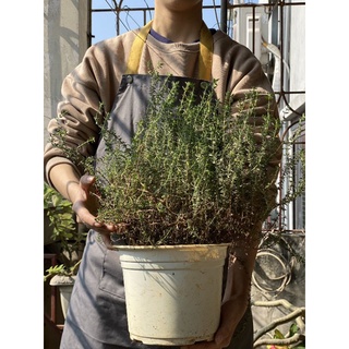 [Ship hoả tốc] cây gia vị Xạ hương (Thyme)