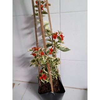 Cây 🌲 Giấy cẩm thạch cam (siêu hoa)