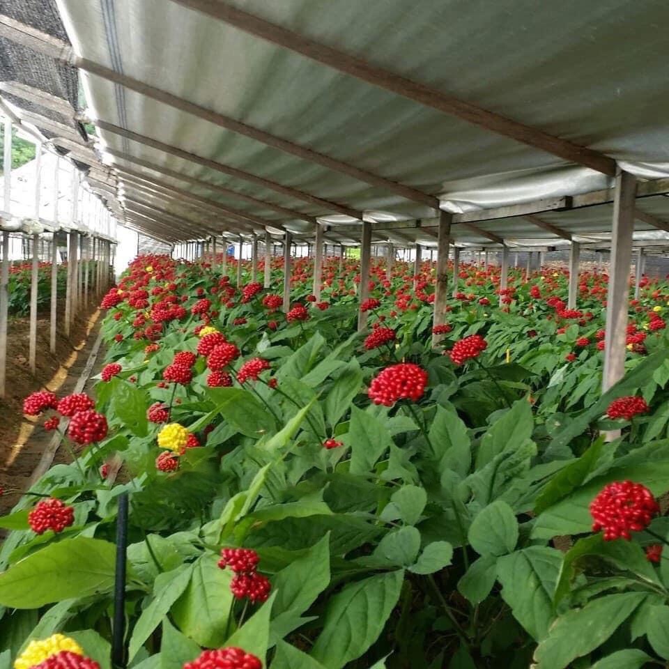 TRÀ HOA NHÂN SÂM HÀN QUỐC