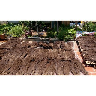 Cây sương sáo đen 1kg