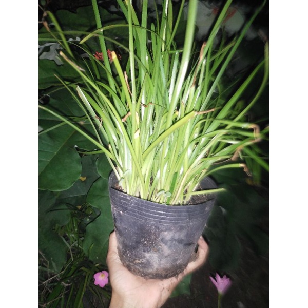 Chậu hoa huệ mưa