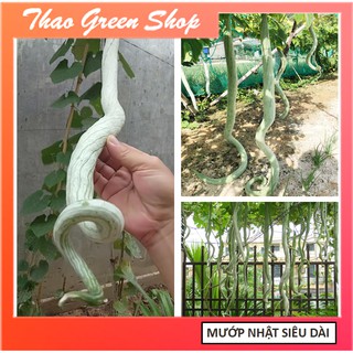  HẠT GIỐNG MƯỚP RẮN NHẬT BẢN SIÊU DÀI - SIÊU HOT