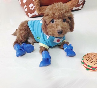 Giày silicone cho cún cưng♥️