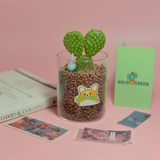 Cây Xương Rồng Tai Thỏ Vàng Hulo Green (Không Dùng Đất - Chậu Thủy Tinh) - Trang Trí, Decor Phòng, Cây Để Bàn