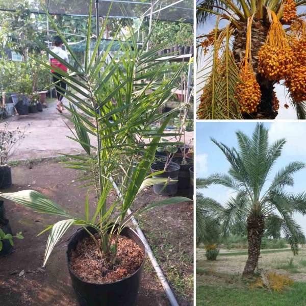 Cây Chà Là Thái Lan( ảnh thật số 2)