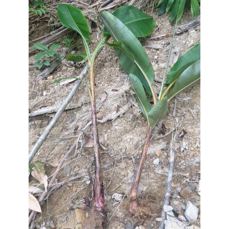 Cây chuối hột rừng