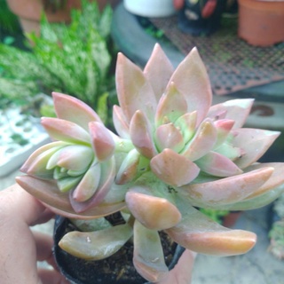 Sen đá thược dược tím - Sen đá 11