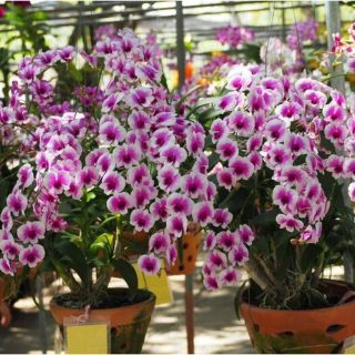 Lan denro mini yaya giống
