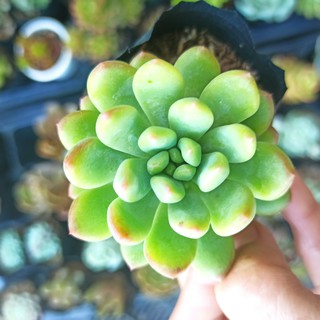 Sen đá thược dược