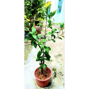 Cây hoa mai tứ quý
