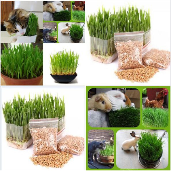 Hạt giống cỏ lúa mì lúa mạch ( cho thú cưng chó mèo chim hamster ) - 1 gói 100gram