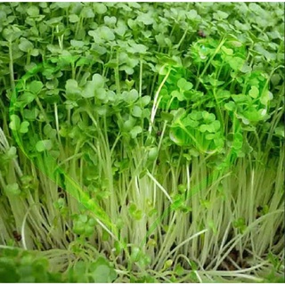 Hạt giống mầm củ cải trắng