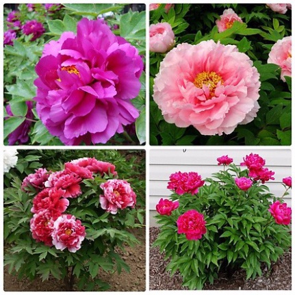 [Gói 10 hạt] Hạt Giống Hoa Mẫu Đơn F1 Hoa Nở Siêu Đẹp &amp; Dễ Trồng có Tặng kèm hướng dẫn