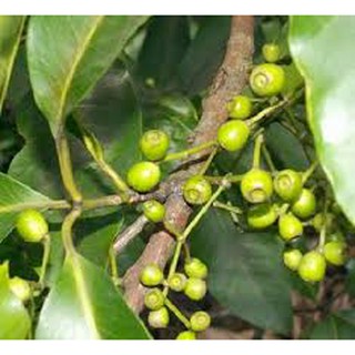 cây lá vối nếp giống - cây giống lên bầu khoẻ đẹp