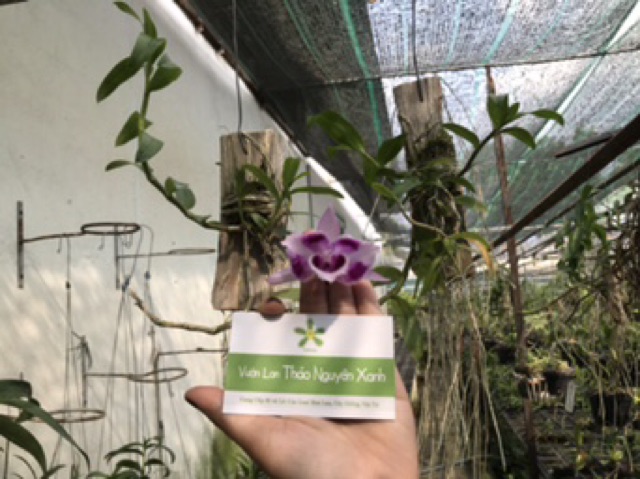 |SIÊU ĐẸP| Trầm 6 Mắt Thơm