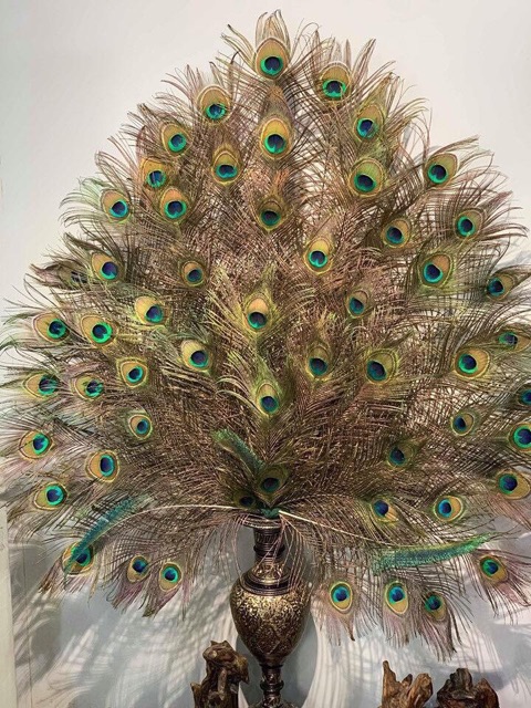 Lông công 10-15cm trang trí loại đẹp | BigBuy360 - bigbuy360.vn