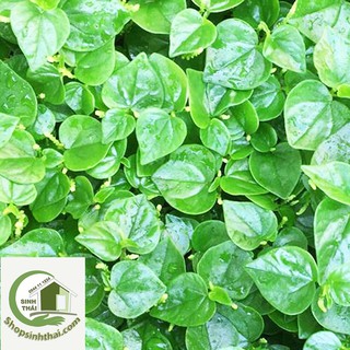 Hạt giống rau càng cua -  Vị chua, giòn ngon, trồng quanh năm