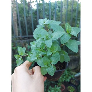 Bạc hà Chocomint - chậu nhỏ