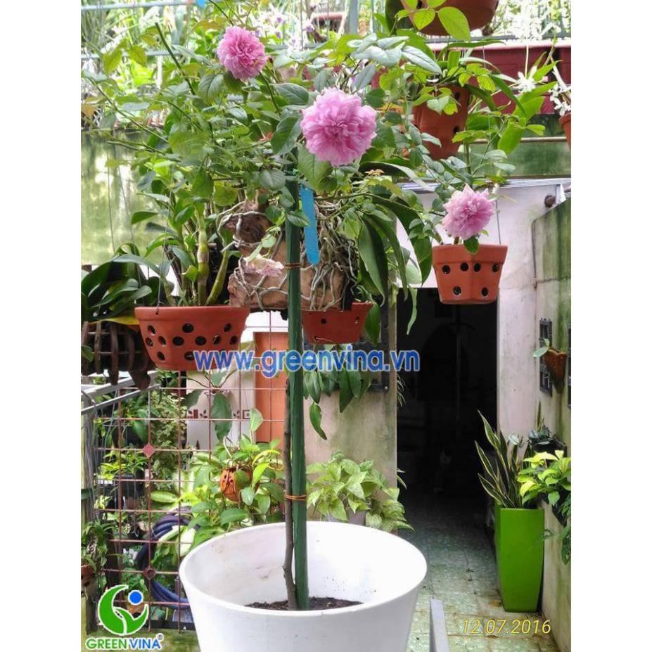 Ống thép bọc nhựa dùng làm cây đỡ hoa hồng, làm giàn cỡ 16mm dài 180cm - Bt0408