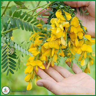 Hạt giống hoa Điên Điển Long Xuyên TN 1