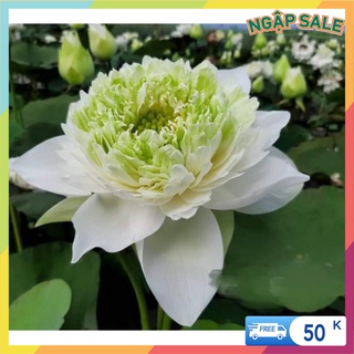 5 Củ Sen Giống (Hoa sen)