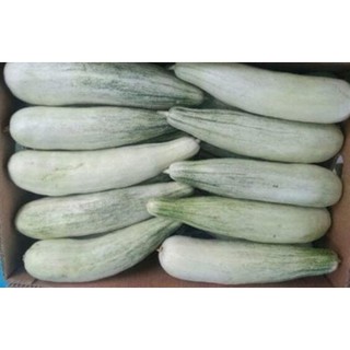 [ Siêu Rẻ ] Hạt giống dưa chuối thơm