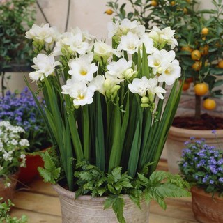 Củ giống hoa lan nam phi hoa màu trắng ( 1 củ tặng kèm 1 viên nén ươm củ)