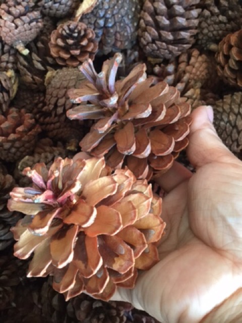 Trái thông khô loại trung