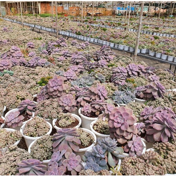 Sen kim tuyến bụi lớn 20cm GLASS GARDEN, Gốc thụ, Bao Khỏe, Dễ trồng, Hàng Đà Lạt, lỗi 1 đổi 1