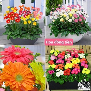 Giống Hoa Đồng Tiền Lùn Cây Đẹp Nhiều Màu.