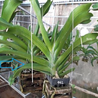 [FREESHIP - Xả Khô Máu] Hoa lan giáng hương ngọc điểm( hồng cánh sen), cây to, bộ rễ khỏe,hàng bóc rừng