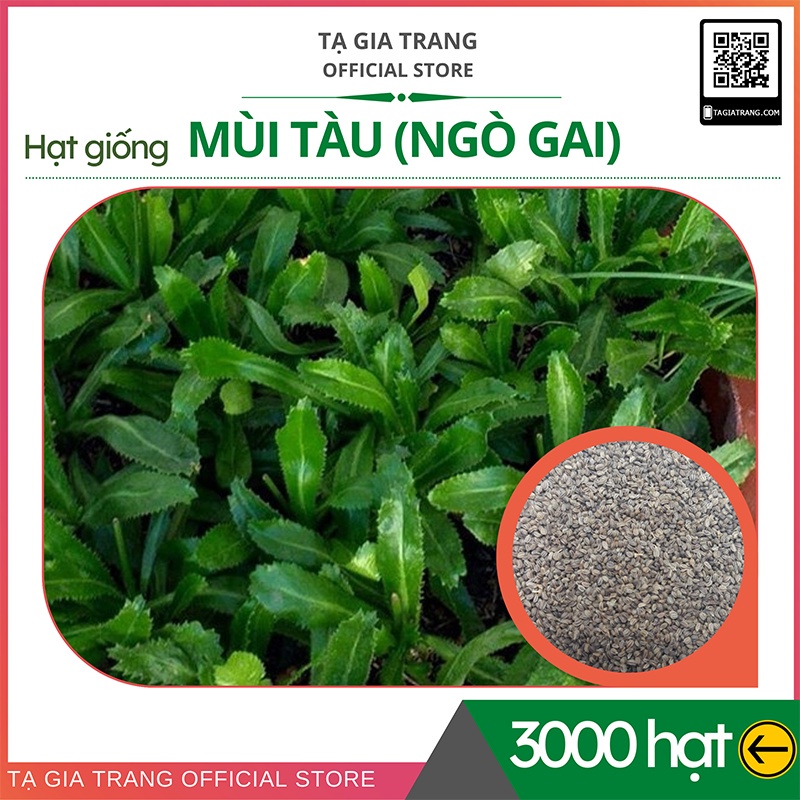 Hạt giống rau mùi tàu (ngò gai) - Shop hạt giống Tạ Gia Trang