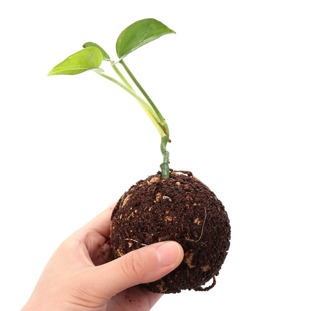 Bóng Ghép Nối Rễ Cây Điều Khiển Chuyên Dụng Cho Sân Vườn