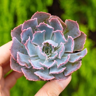 Sen đá bắp cải tím 5-7cm