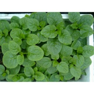 Gói hạt giống rau mùng tơi