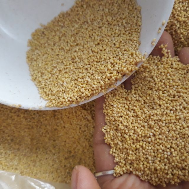 Hạt kê nếp 1kg