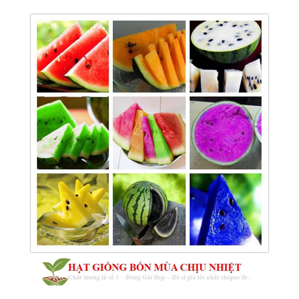 Hạt giống dưa hấu cầu vồng 10 HẠT