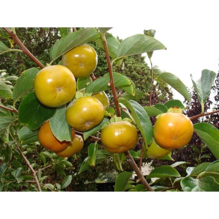 CÂY HỒNG GIÒN KHÔNG HẠT-
